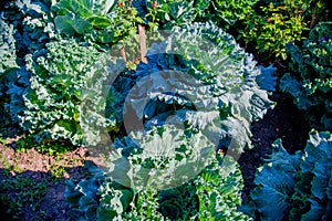 .Green cabbage. White cabbage grows in the ground on a collective farm field. for eating