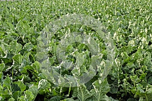 General view of cabbage field