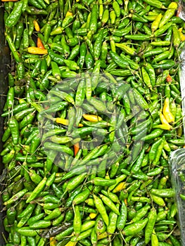 Green Cabe Rawit is indonesian favorite Chilli photo