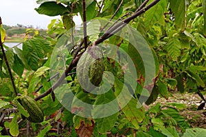Green Cacao Pods on Cacao Tree