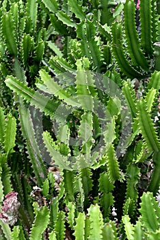 Green Cactaceous plant