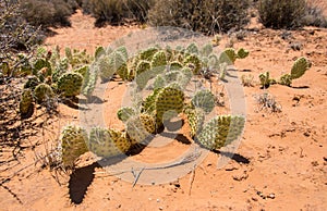 Green cacti and desert landscape of Utah, USA