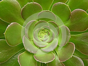 Green Cacti Flower