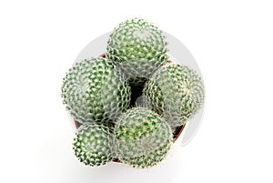 Green cactus