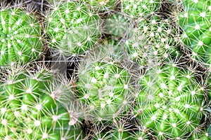 Green cactus at the above-right in the frame (Selected focus)