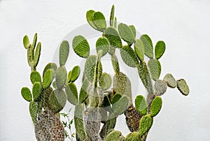 Green cactus against a white background