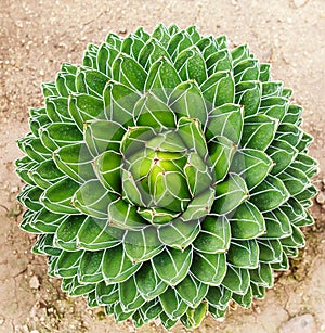 Green cactus, Agave victoriae-reginae