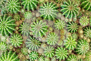 Green cactus background