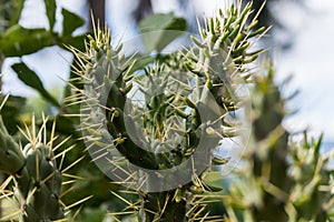 A green cactus. photo