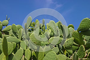 Green cactus on blue sky