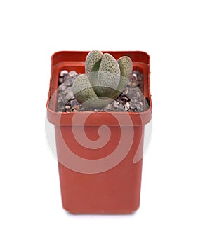 Green cactus in a brown pot on pink background. Minimal style design. Thorns, coarse.