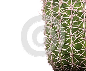 Green cactus in a brown pot on pink background. Minimal style design. Thorns, coarse.