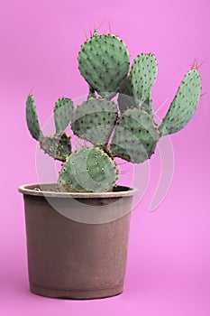 Green cactus in a brown pot on pink background. Minimal style design. Thorns, coarse.