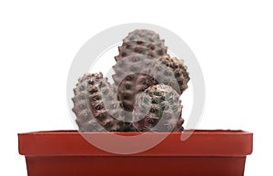 Green cactus in a brown pot on pink background. Minimal style design. Thorns, coarse.