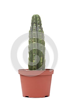 Green cactus in a brown pot on pink background. Minimal style design. Thorns, coarse.