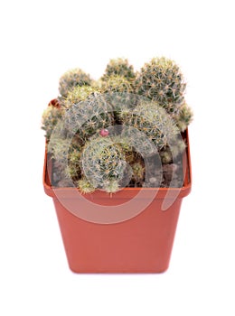 Green cactus in a brown pot on pink background. Minimal style design. Thorns, coarse.