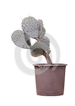 Green cactus in a brown pot on pink background. Minimal style design. Thorns, coarse.