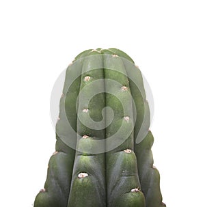 Green cactus in a brown pot on pink background. Minimal style design. Thorns, coarse.