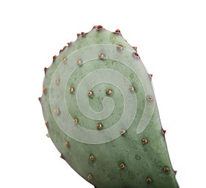 Green cactus in a brown pot on pink background. Minimal style design. Thorns, coarse.