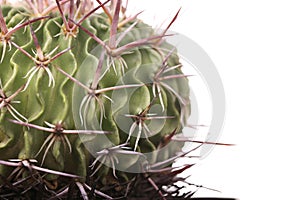 Green cactus in a brown pot on pink background. Minimal style design. Thorns, coarse.