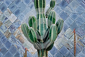 Green cactus cereus repandus on the background of tile wall texture