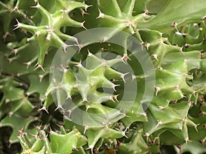 Green cactus close up