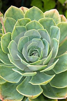 Green Cactus close up