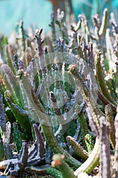 green cactus echinopsis cereiformis