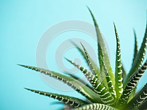 Green Cactus on fashionable vanilla blue colored background