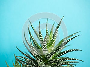 Green Cactus on fashionable vanilla blue colored background