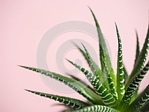 Green Cactus on fashionable vanilla pink colored background