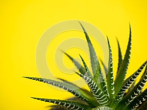 Green Cactus on a fashionable yellow colored background