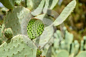 Green Cactus Fields