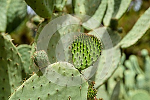 Green Cactus Fields