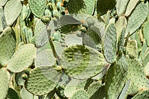 Green Cactus Fields