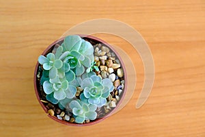 Green cactus in flower pot top view