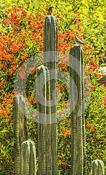 Green Cactus Fountain Orange Flowers Botanical Garden Tucson Arizona