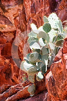 Green cactus in front of red rock