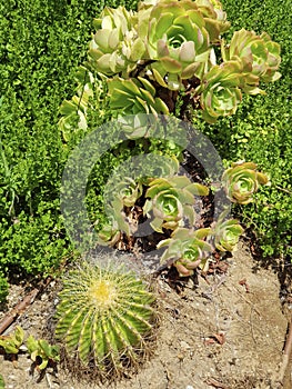 Green cactus with globe-shaped stem and long spines. Succulents Portulacaria afra, Graptopetalum paraguayense Ghost Plant
