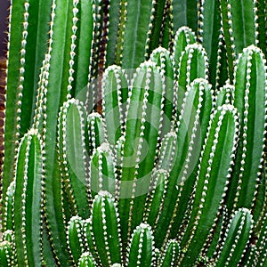 Green Cactus.