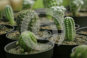 Green cactus growing in the nursery Clay pot