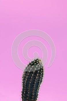 The green cactus has thick spines. The spines are everywhere. The cactus is on a pink plain background.
