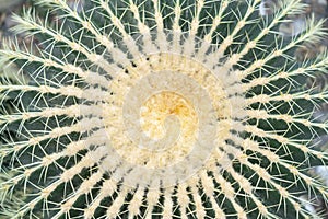 Green cactus with large needles close-up. View from above