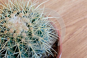 Green cactus with large needles on a table in a potted photo