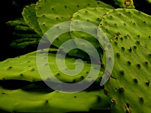 Green Cactus Leaves