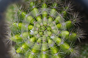 Green cactus  with long needle, and blurred edges.close-up old cactus