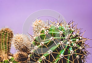Green cactus with long prickles on a background. Exotic. Desert plant. The bright picture with the place for an inscription.