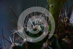 Green cactus with long sharp spines, close-up photo