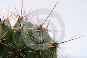 Green cactus with long sharp spines, close-up on a white isolated background photo