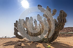 Green cactus in namibe desert. Africa. Angola.